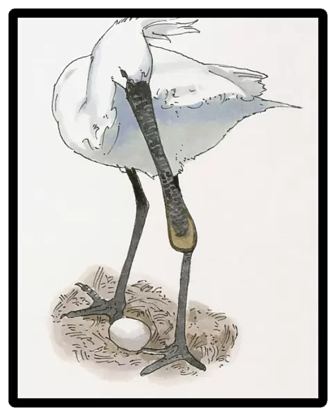 Illustration of Eurasian Spoonbill or Common Spoonbill (Platalea leucorodia) standing above egg in nest