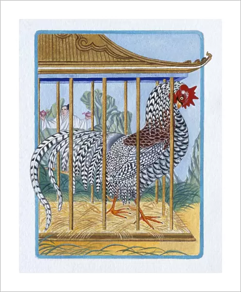 Illustration of Rooster in the Cage, representing Chinese Year Of The Rooster
