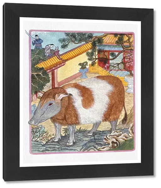 Illustration of Pig in the Garden, representing Chinese Year Of The Pig