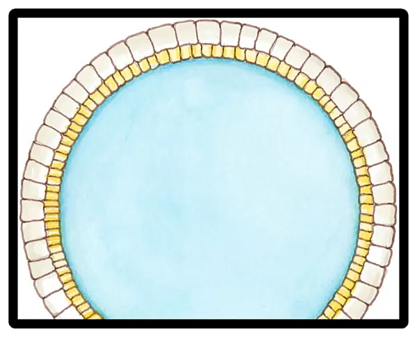 Illustration showing cross section of double layer of dinosaur cell membrane
