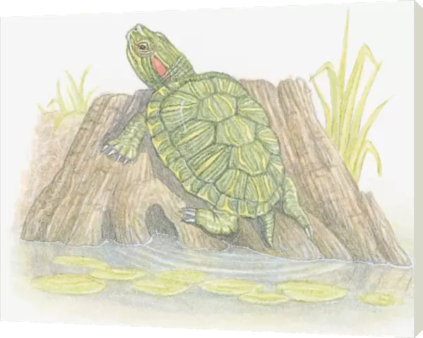 Illustration of Red-Eared Slider (Trachemys scripta elegans), a semi-aquatic turtle resting on tree trunk on riverbank