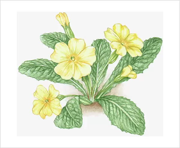 Illustration of Primula veris (Cowslip), with yellow flowers and green leaves