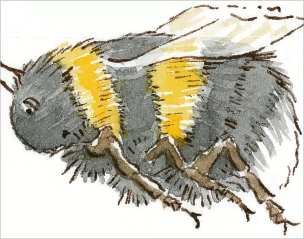 Cartoon of Honeybee (Apis), flying
