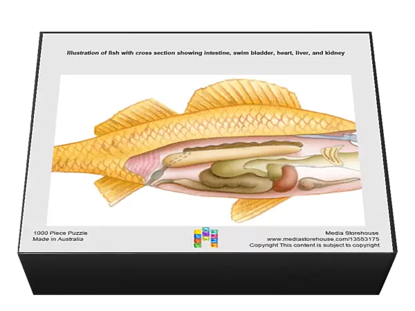 Illustration of fish with cross section showing intestine, swim bladder, heart, liver, and kidney