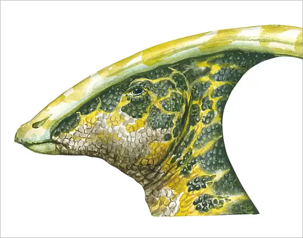 Illustration of Parasaurolophus, an ornithopod dinosaur with crested head and camouflaged skin
