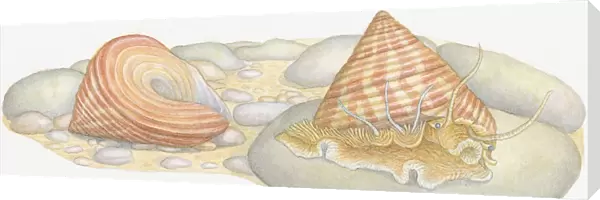 Illustration of Top Snail (Calliostoma) emerging from shell with empty shell behind