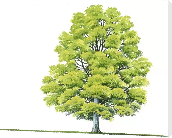 Illustration of Acer saccharum (Sugar Maple), a deciduous tree showing shape of canopy and summer leaves