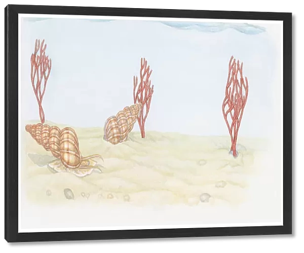 Illustration of Wentletrap (Epitonium), predatory snails and Pink Sea Fan (Eunicella verrucosa) coral living on seabed below ocean tideline