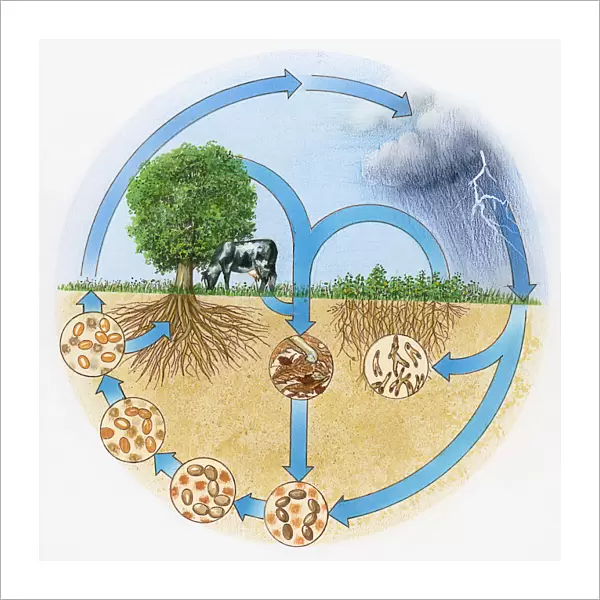 Illustration showing nitrogen and hydrologic cycle