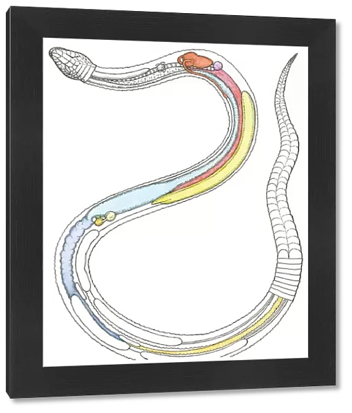 Illustration of internal organs of a snake including heart, lung, intestines, pancreas, kidney and testis