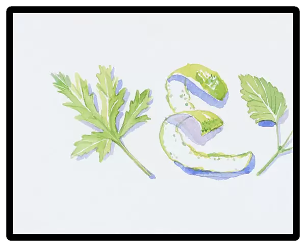 Illustration of green geranium and lemon balm leaves, and bergamot orange peel