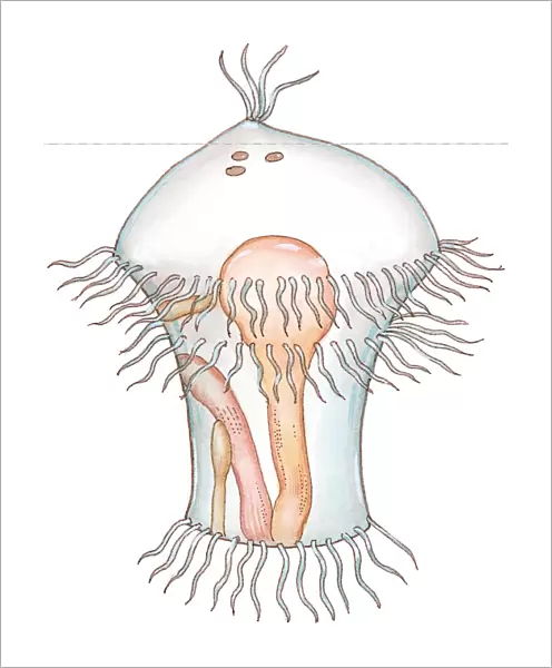 Illustration of Trochophore, a transparent marine larva showing internal organs and abundance of external cilia