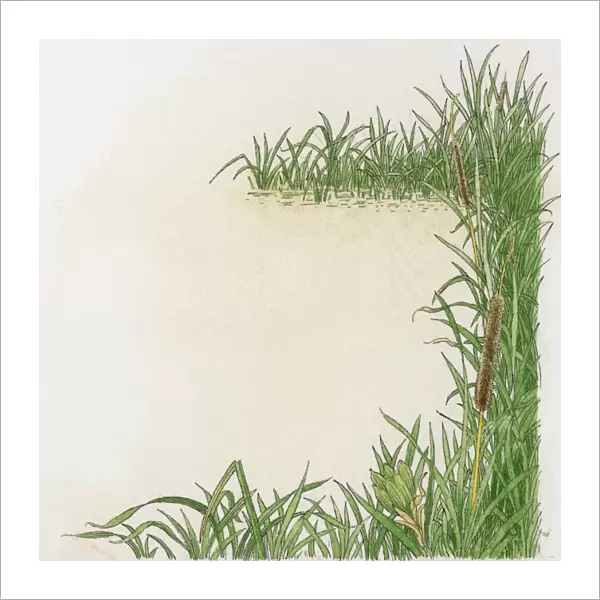 Illustration of Reedmace (Typha species) growing at the edge of water