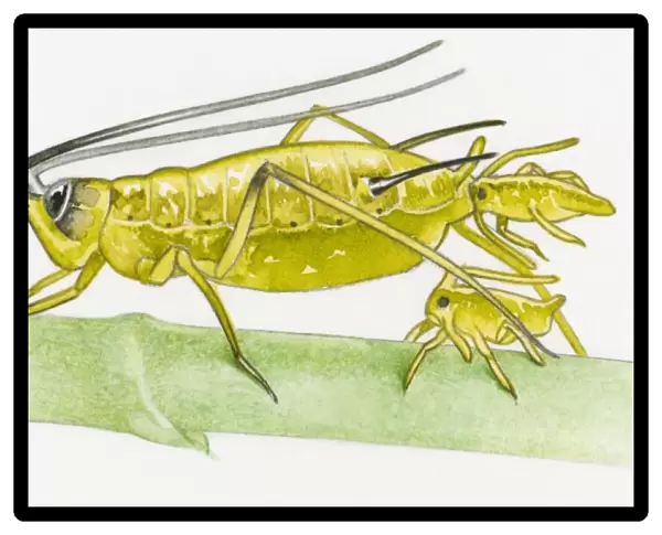 Illustration of Aphid (Aphidoidea) giving birth to live young or nymph