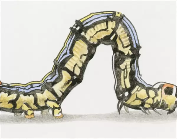 Illustration of Cabbage Looper (Trichoplusia ni) caterpillar also known as a Cabbage Worm