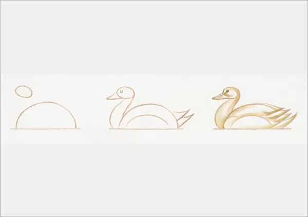Pencil drawing of three stages of illustrating swimming duck starting with basic body outline and ending with details including feather and common features