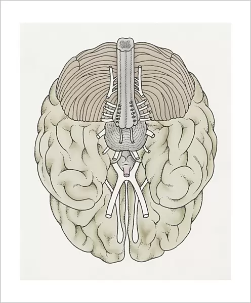 Illustration of cranial nerves of human brain