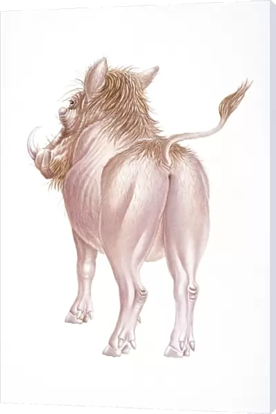 Digital illustration of back of Warthog (Phacochoerus africanus), rear view