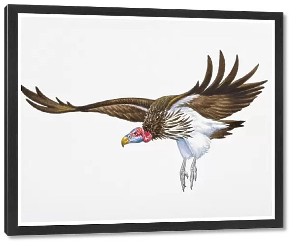 Digital illustration of Lappet-Faced (Torgos tracheliotos, landing with spread wings and extended legs