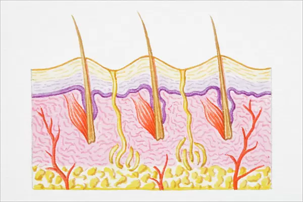 Illustration of cross section of human skin with heat trapped by erect hairs