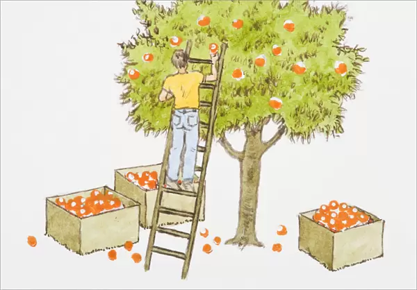 Illustration of man picking apples from tree, and boxes full of oranges below