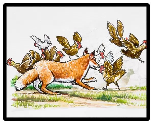 Fox chasing hens