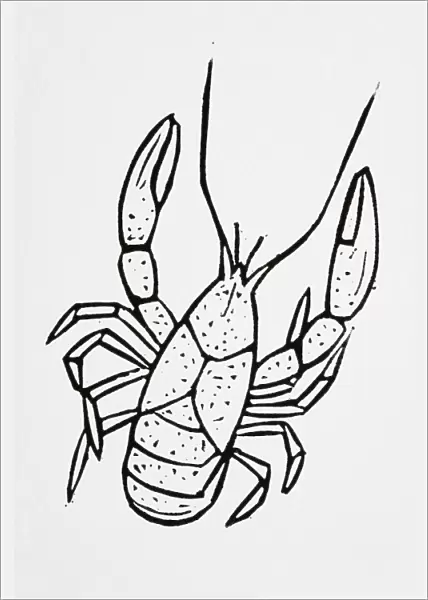 Black and white illustration of lobster
