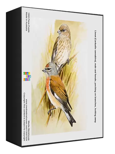 Linnet (Carduelis cannabina), male and female, perching on branches, looking away