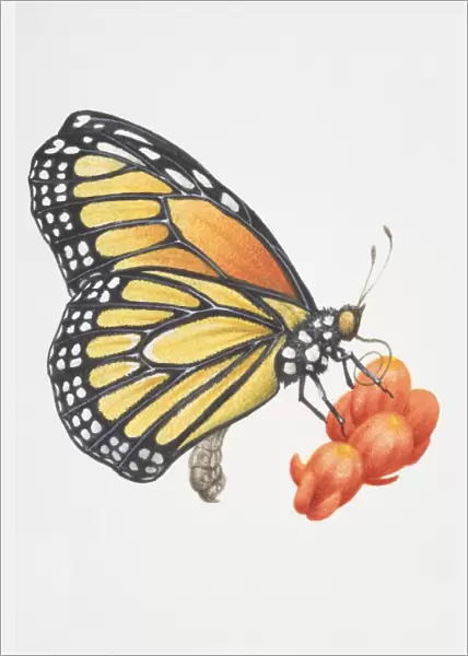 Monarch butterfly (Danaus plexippus), female feeding on nectar using proboscis