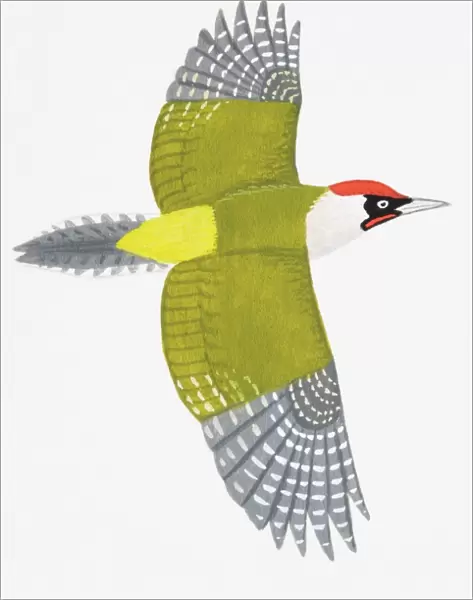 Green Woodpecker (Picus viridis), adult male