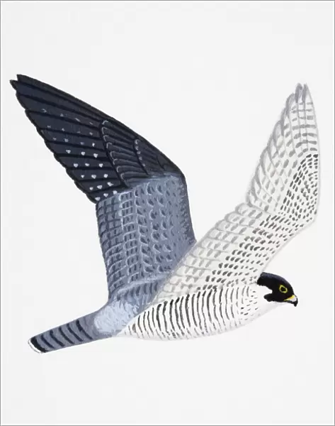 Peregrine Falcon (Falco peregrinus), adult
