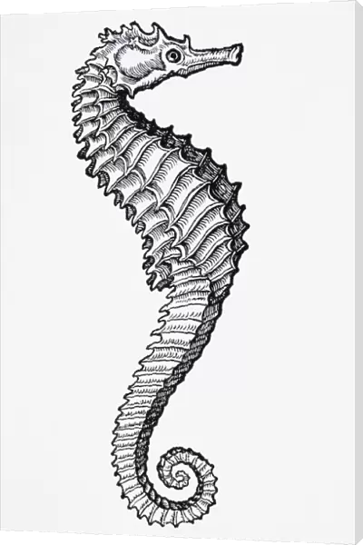 Sea Horse (Hippocampus)