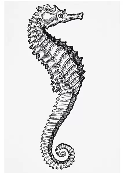 Sea Horse (Hippocampus)