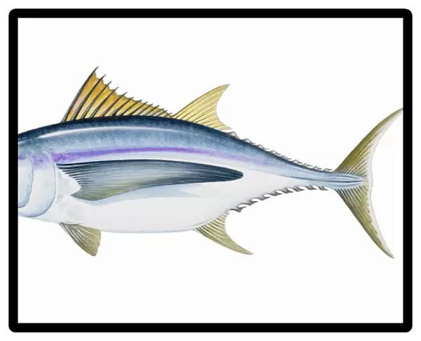 Albacore (Thunnus alalunga), saltwater fish