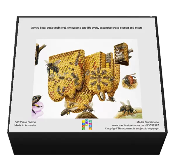 Honey bees, (Apis mellifera) honeycomb and life cycle, expanded cross-section and insets