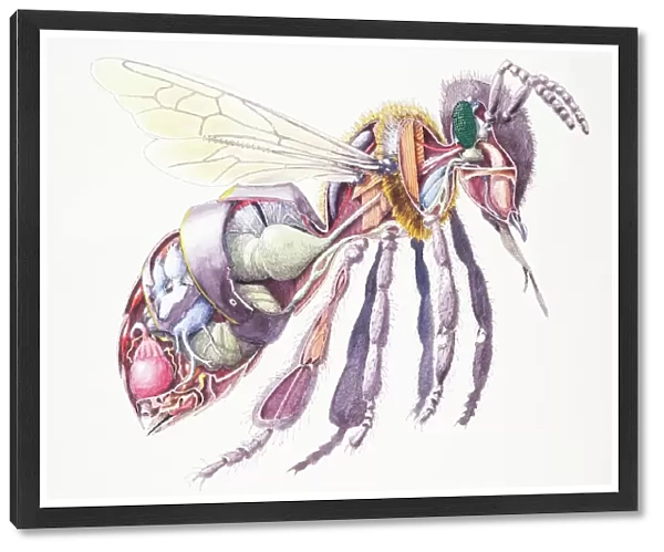 Honey Bee (Apis mellifera), internal anatomy, cross-section