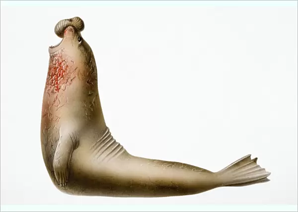 Earless Seal, marine mammal with object on nose and blood on neck