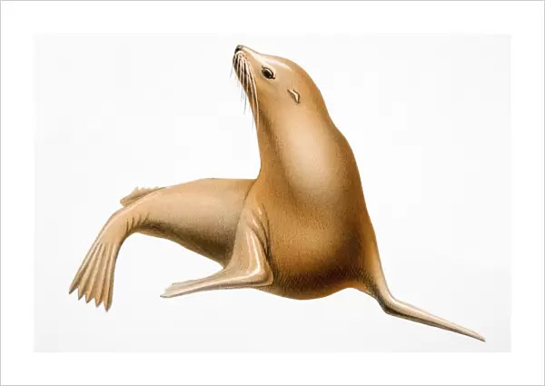 Eared seal, marine mammal