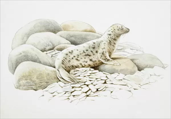Seal on rocks
