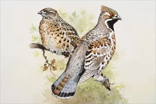 Hazel grouse (Bonasa bonasia), male and female, perching side by side on a branch, side view