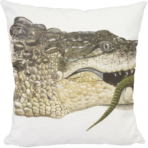Illustration, female Crocodile (crocodlylidae) carrying baby Crocodiles in her jaw, side view