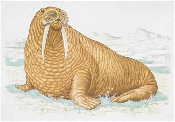 Illustration, Walrus (Odobenus rosmarus) sitting on icy surface, side view