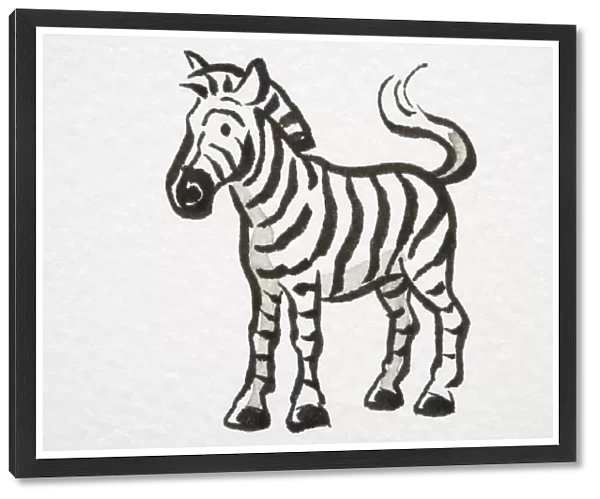 Illustration, Zebra (Equus zebra) standing with its tail curled up, side view