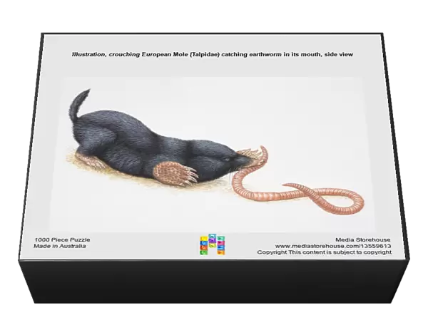 Illustration, crouching European Mole (Talpidae) catching earthworm in its mouth, side view