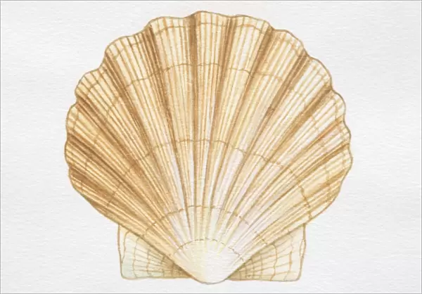 Illustration, Scallop with fan-shaped shell