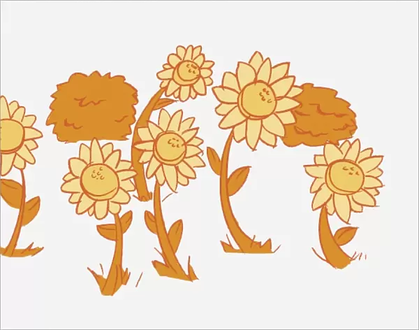Illustration in shades of orange, Helianthus sp. seven sunflowers and three bushes in background