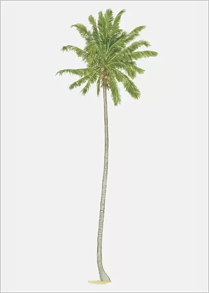 Illustration, Cocos nucifera, slender Coconut Palm bearing fruit