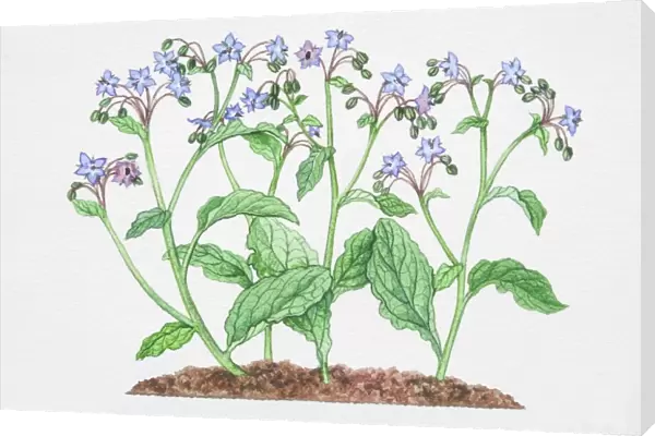 Illustration, Borago officinalis, Borage, blue star-like flowers with large elongaged leaves