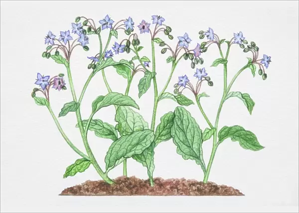 Illustration, Borago officinalis, Borage, blue star-like flowers with large elongaged leaves