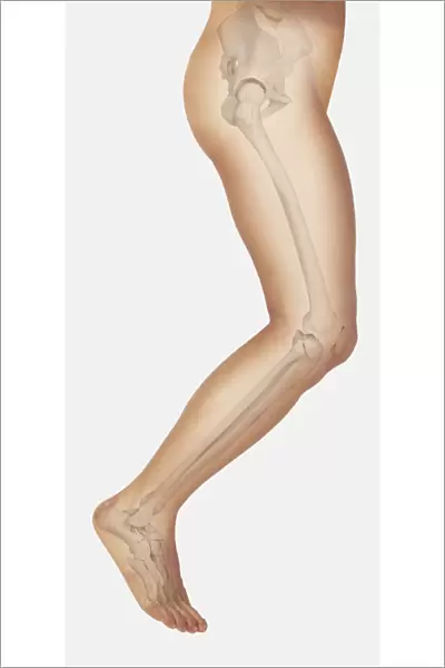 Diagram showing bones inside human leg, leaping forward